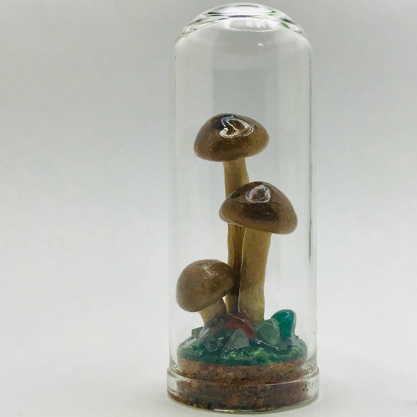 Real Mushroom Decor - Jar Fungi Collectible