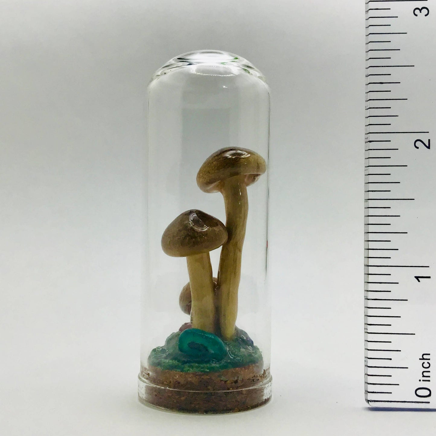 Real Mushroom Decor - Jar Fungi Collectible