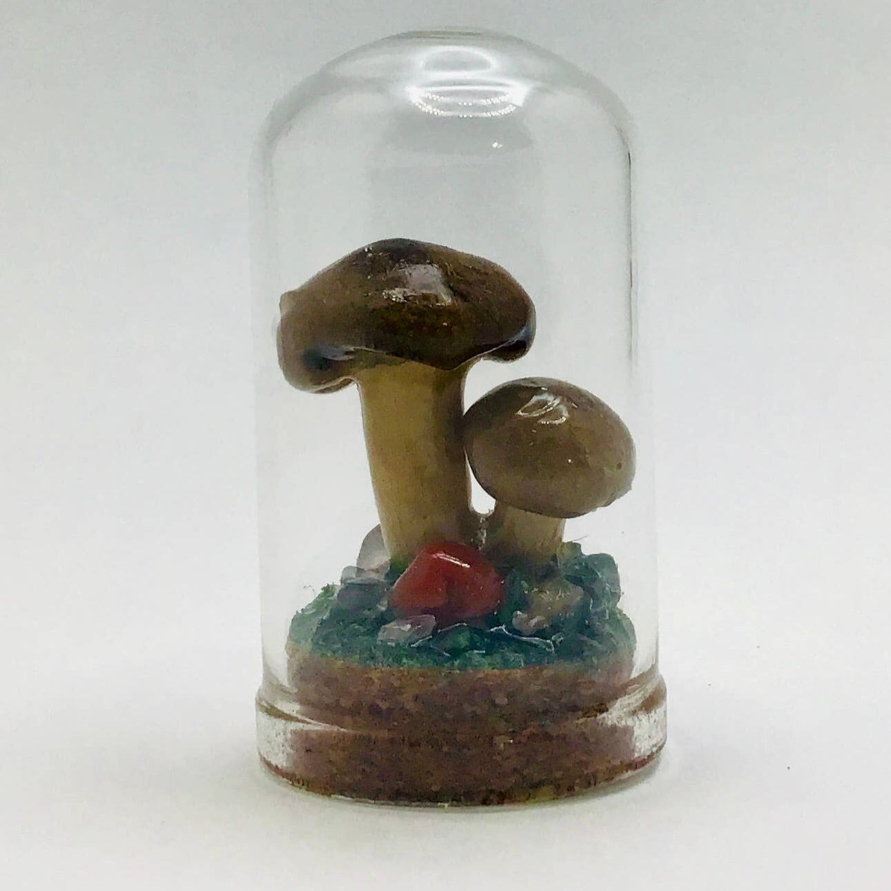 Real Mushroom Decor - Jar Fungi Collectible